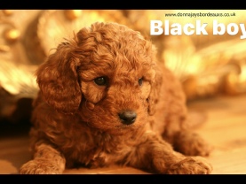 Cavapoo puppies