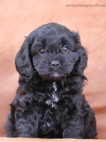 Cavapoo puppies