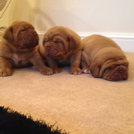 dogue de bordeaux puppies