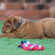 dogue de bordeaux fertility scan