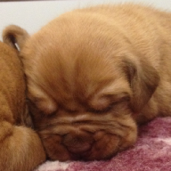 dogue de bordeaux puppies
