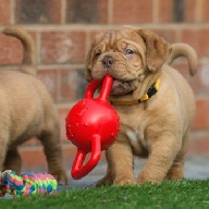 dogue de bordeaux fertility scan