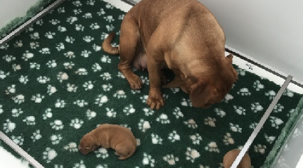 dogue de bordeaux puppies
