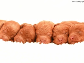 Cavapoo puppies