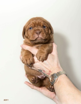 Donnajays Doge De Bordeaux