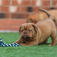 dogue de bordeaux fertility scan