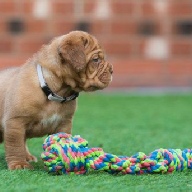 dogue de bordeaux fertility scan