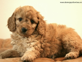 Cavapoo puppies