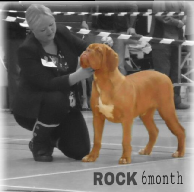 dogue de bordeaux