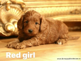 Cavapoo puppies
