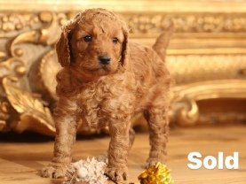 Cavapoo puppies