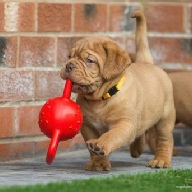 dogue de bordeaux fertility scan