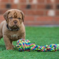 dogue de bordeaux fertility scan