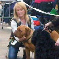 Dogue de Bordeaux