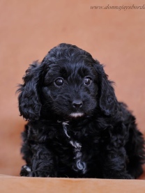 Cavapoo puppies