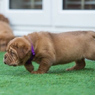 dogue de bordeaux fertility scan