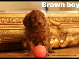 Cavapoo puppies