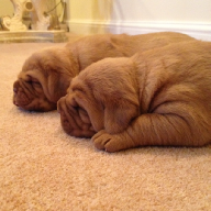 dogue de bordeaux puppies