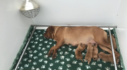 dogue de bordeaux puppies