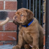 dogue de bordeaux fertility scan