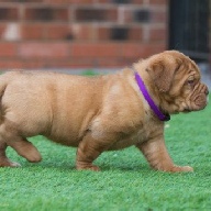 dogue de bordeaux fertility scan