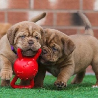 dogue de bordeaux fertility scan