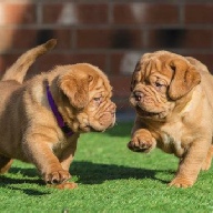 dogue de bordeaux fertility scan