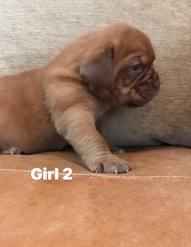 Donnajays Doge De Bordeaux