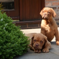 dogue de bordeaux