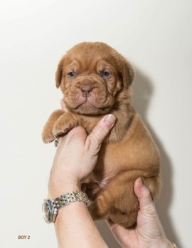 Donnajays Doge De Bordeaux