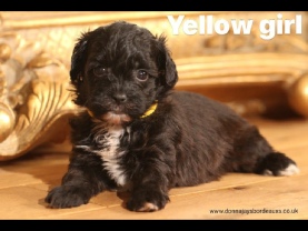Cavapoo puppies