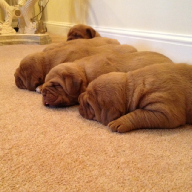 dogue de bordeaux puppies