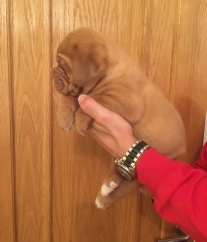 dogue de bordeaux puppies