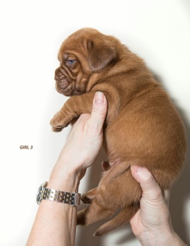 Donnajays Doge De Bordeaux