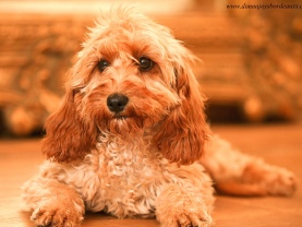 Cavapoo puppies