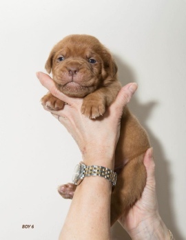 Donnajays Doge De Bordeaux