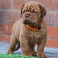 dogue de bordeaux fertility scan