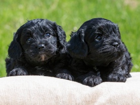 Cavapoo puppies