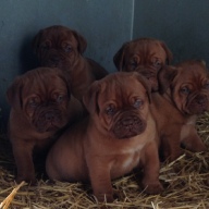 dogue de bordeaux puppies