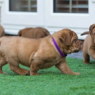 dogue de bordeaux fertility scan