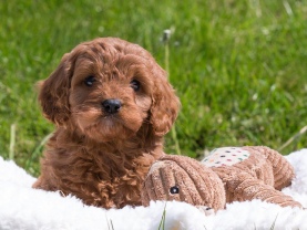 Cavapoo puppies