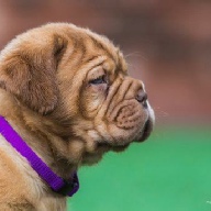 dogue de bordeaux fertility scan