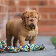 dogue de bordeaux fertility scan