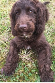 Donna Jay's Cockapoo Puppies