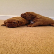 dogue de bordeaux puppies