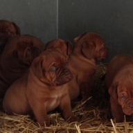 dogue de bordeaux puppies