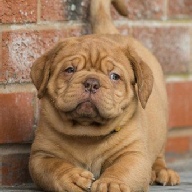 dogue de bordeaux fertility scan