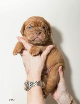 Donnajays Doge De Bordeaux