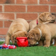 dogue de bordeaux fertility scan