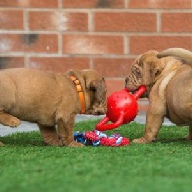 dogue de bordeaux fertility scan